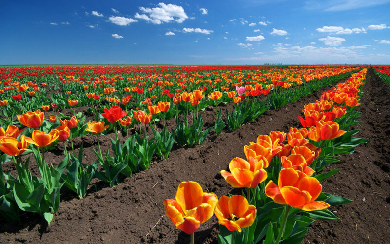 Tulip Field in Bloom — Orange, Serene, Afternoon