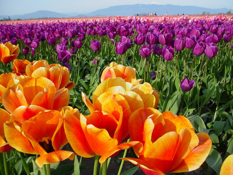 Tulip Field in Bloom — Orange, Serene