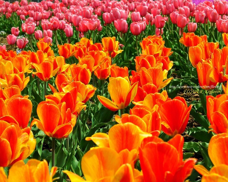 Tulip Field in Bloom — Orange