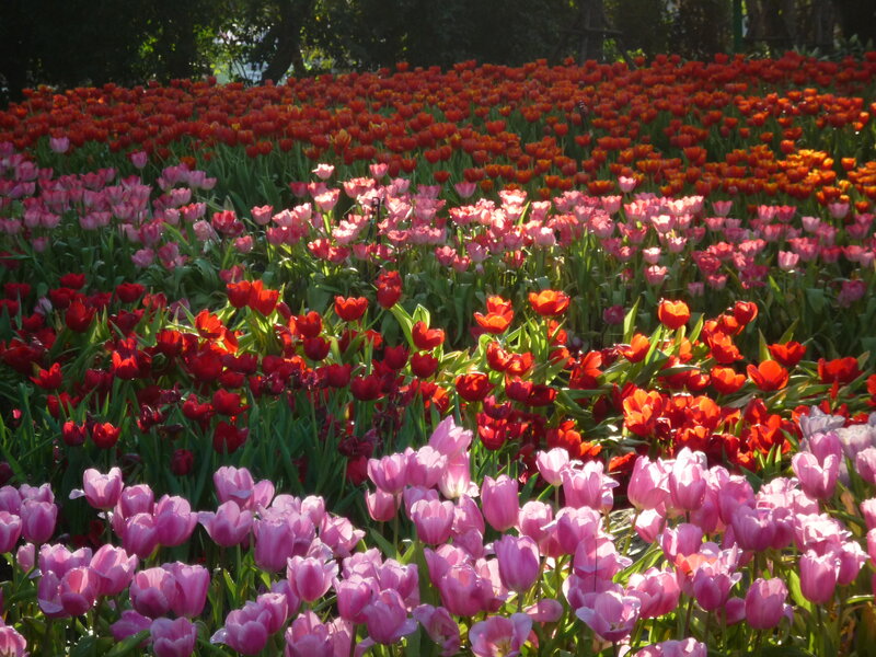 Tulip Field in Bloom — Pink, Serene, Afternoon