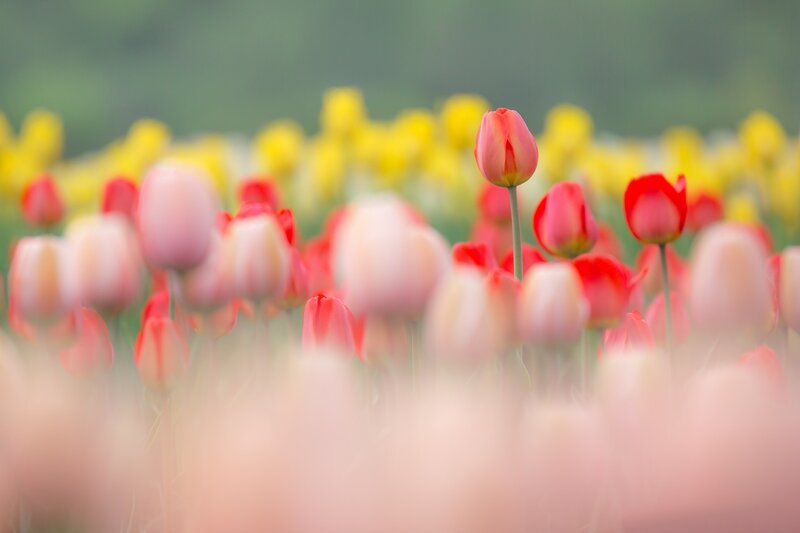 Tulip Field in Bloom — Pink, Serene, Spring, Photograph, Flowers, Greenery