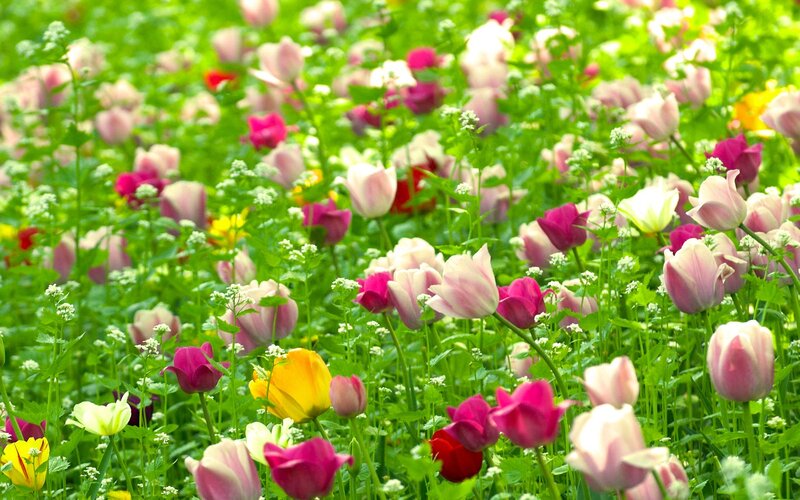 Tulip Field in Bloom — Pink, Serene, Spring, Photograph