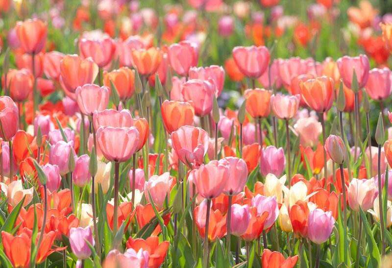 Tulip Field in Bloom — Pink, Serene, Spring