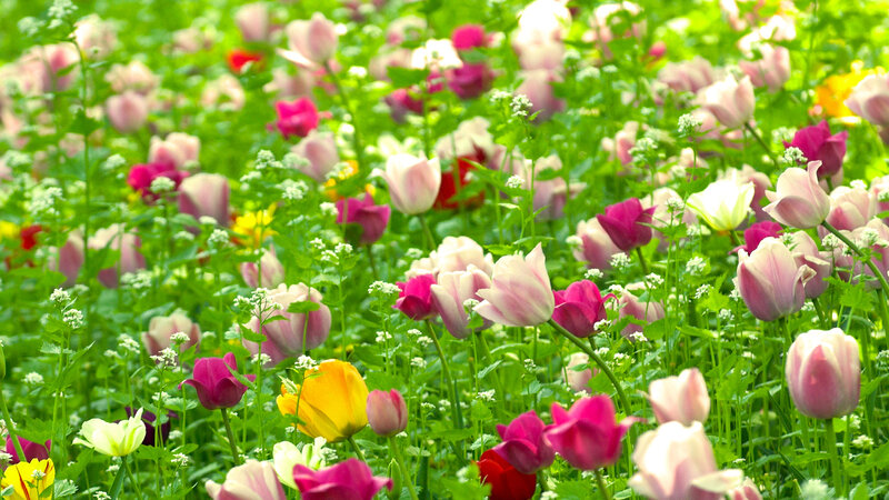 Tulip Field in Bloom — Pink, Serene