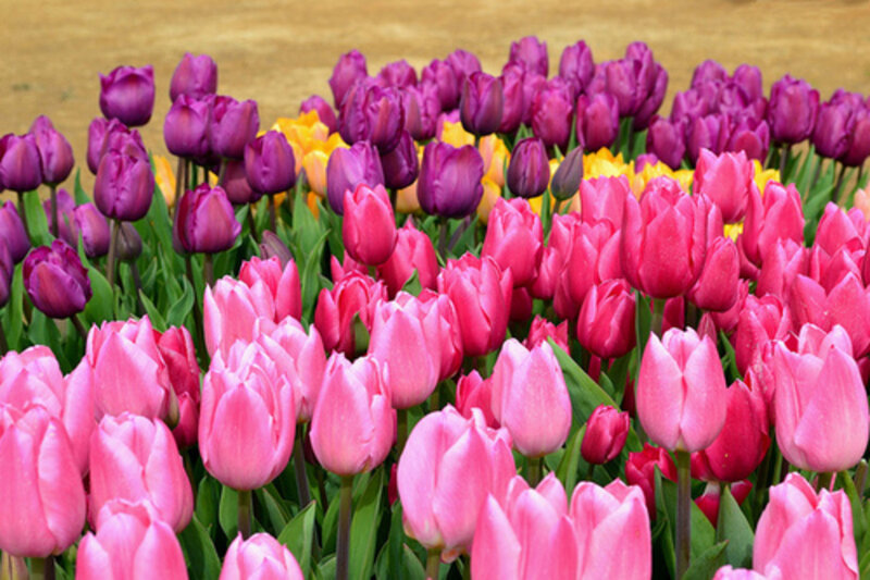 Tulip Field in Bloom — Pink, Vibrant, Spring, Photograph