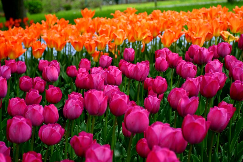 Tulip Field in Bloom — Pink, Vibrant, Spring