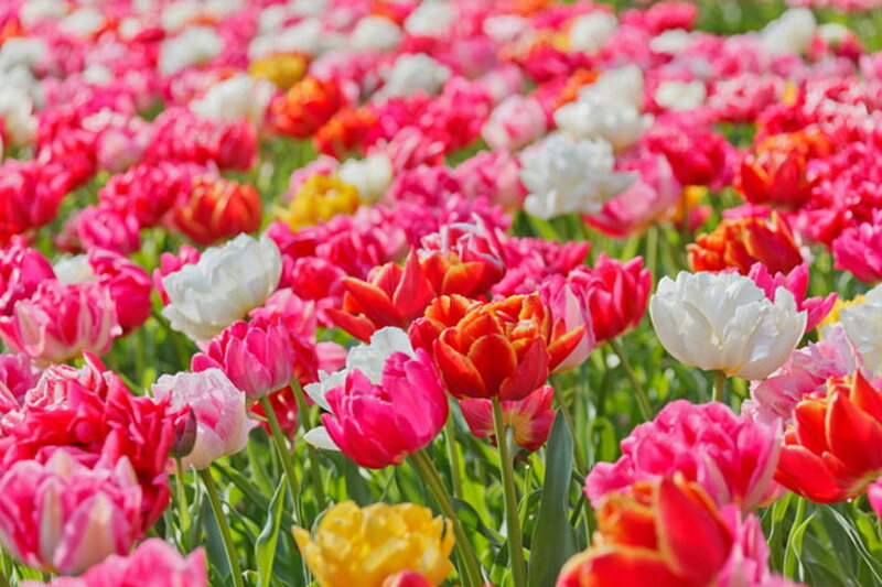 Tulip Field in Bloom — Pink, Vibrant