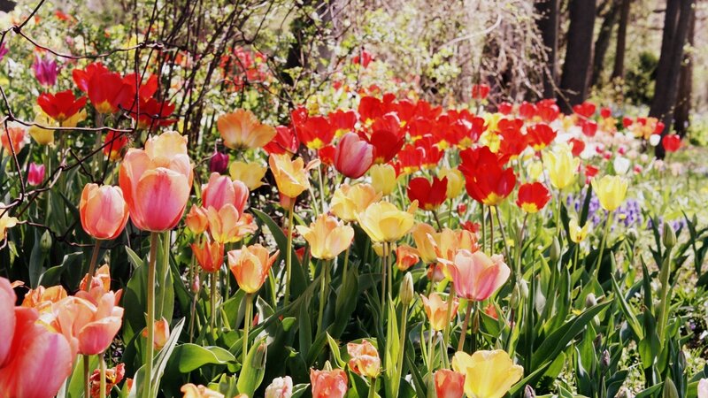 Tulip Field in Bloom — Red, Bright, Spring