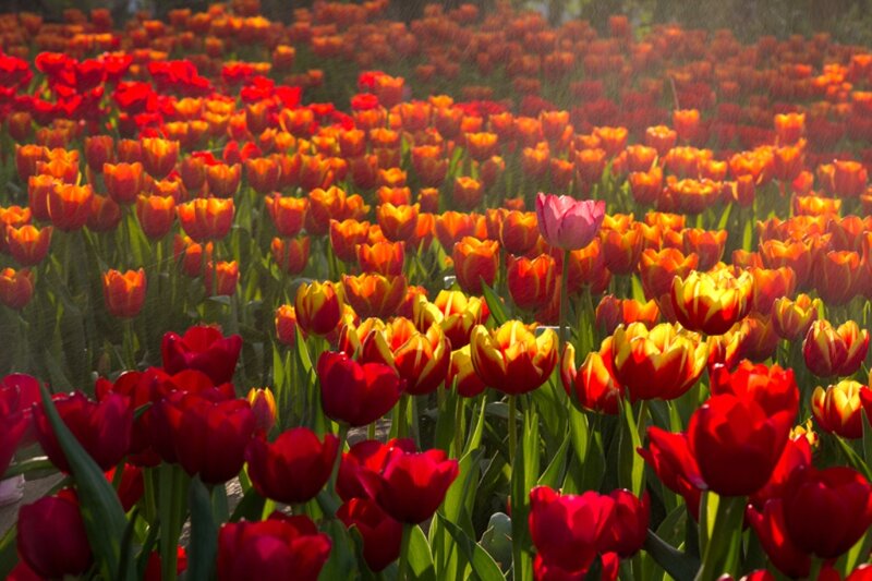 Tulip Field in Bloom — Red, Bright
