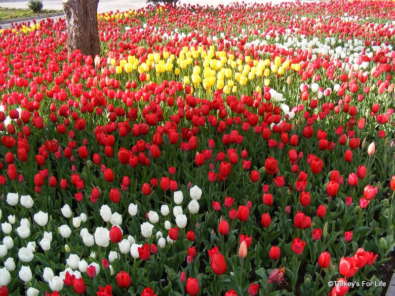 Tulip Field in Bloom — Red, Colorful