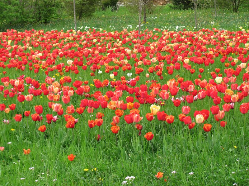 Tulip Field in Bloom — Red, Serene, Spring, Photograph, Grass