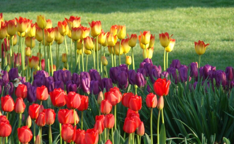 Tulip Field in Bloom — Red, Serene, Spring, Photograph