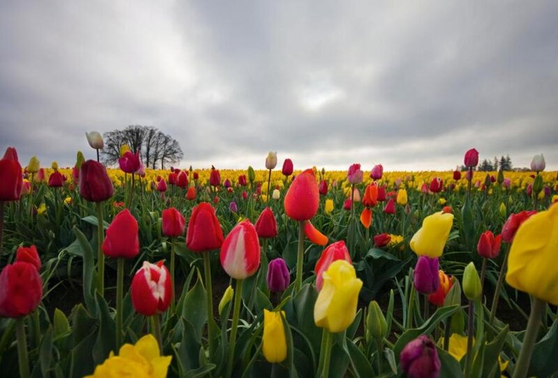 Tulip Field in Bloom — Red, Serene, Spring