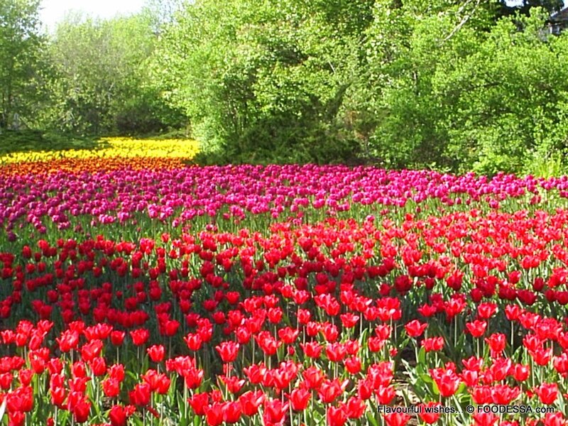 Tulip Field in Bloom — Red, Serene