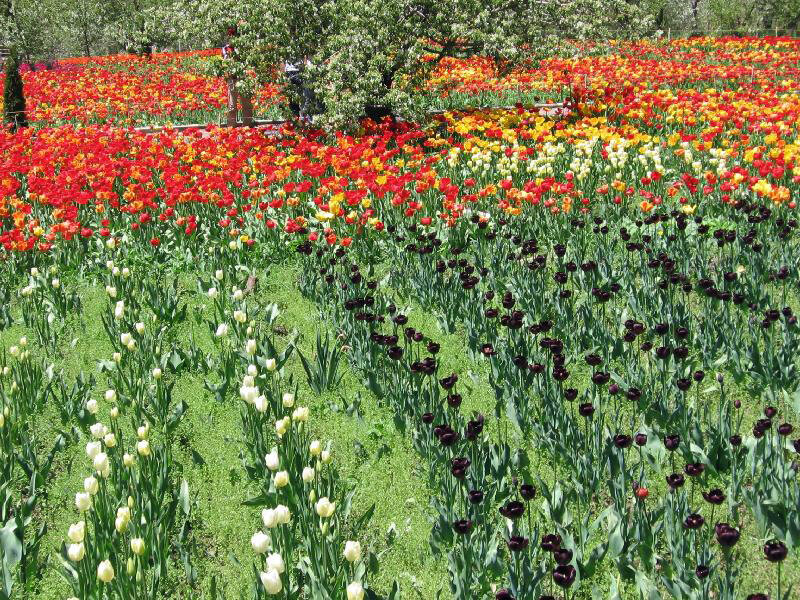 Tulip Field in Bloom — Red