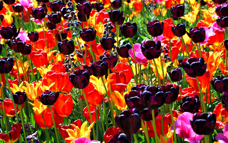 Tulip Field in Bloom — Red, Vibrant, Afternoon
