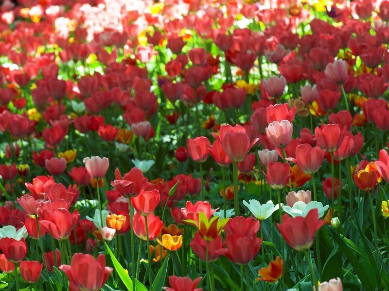 Tulip Field in Bloom — Red, Vibrant, Spring, Photograph