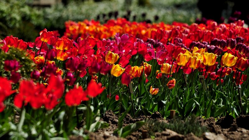 Tulip Field in Bloom — Red, Vibrant, Spring