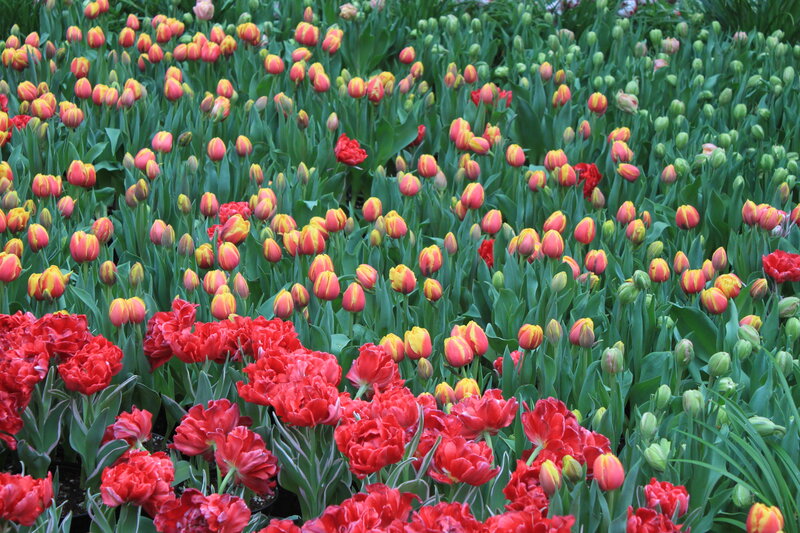 Tulip Field in Bloom — Red, Vibrant