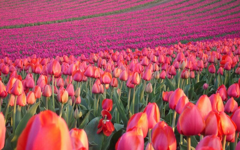Tulip Field in Bloom
