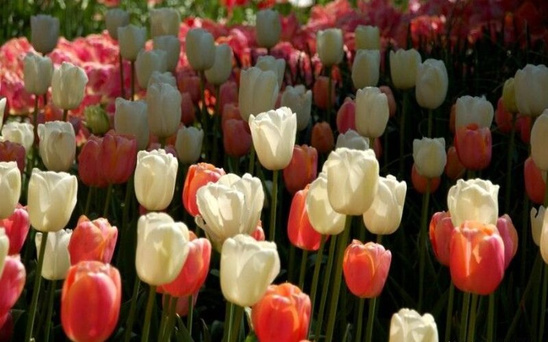 Tulip Field in Bloom — White, Serene