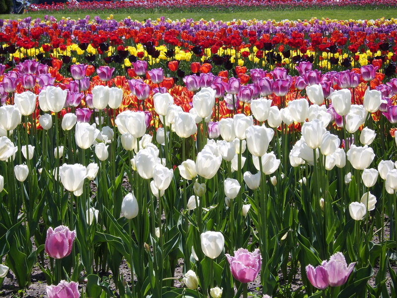 Tulip Field in Bloom — White