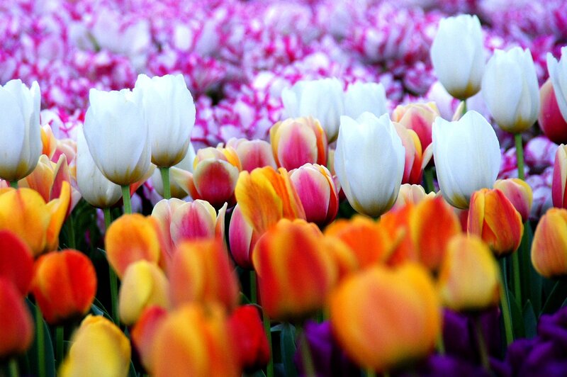 Tulip Field in Bloom — White, Vibrant