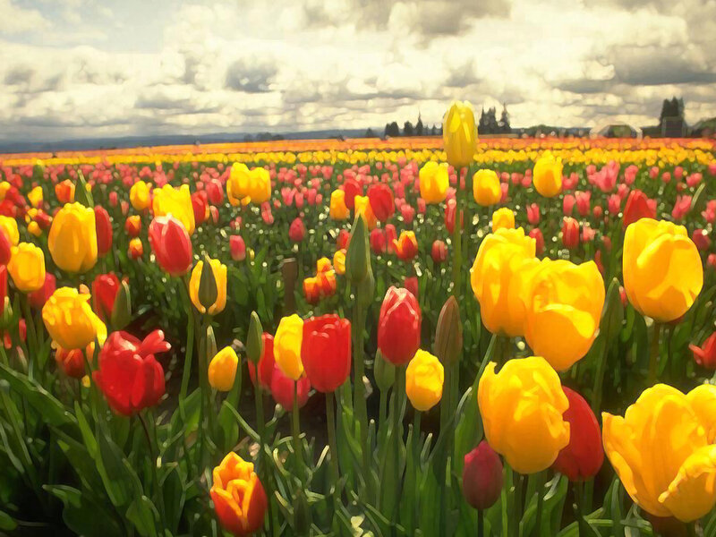 Tulip Field in Bloom — Yellow, Serene, Afternoon