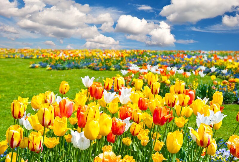 Tulip Field in Bloom — Yellow, Serene, Spring, Photograph, Flowers, Grass, Clouds