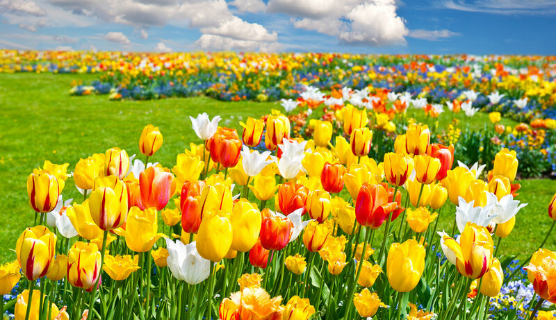 Tulip Field in Bloom — Yellow, Serene, Spring, Photograph, Flowers, Grass, Sky