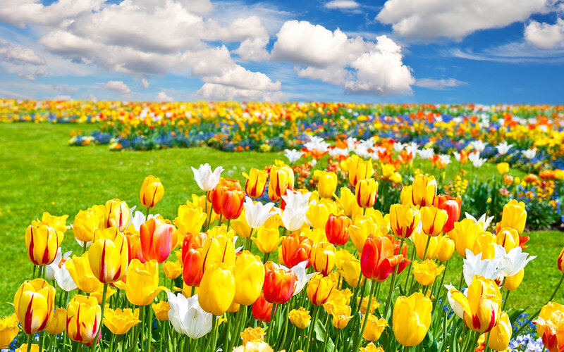 Tulip Field in Bloom — Yellow, Serene, Spring, Photograph, Flowers, Grass