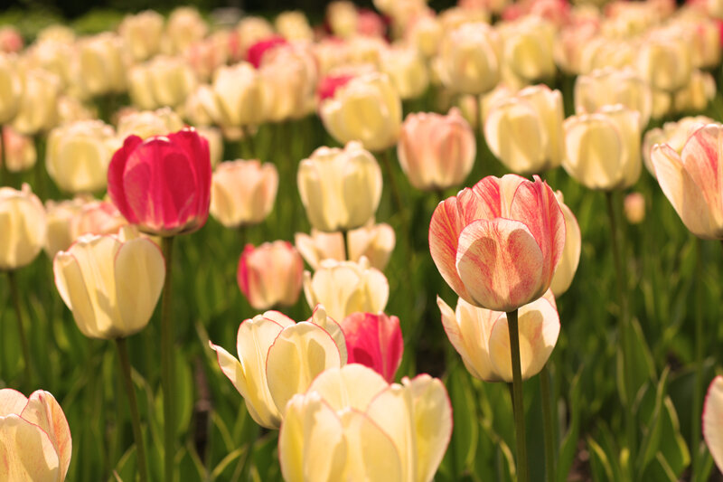 Tulip Field in Bloom — Yellow, Serene, Spring, Photograph