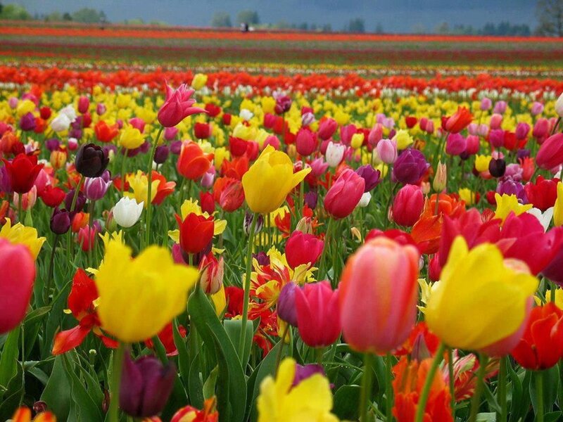 Tulip Field in Bloom — Yellow, Serene, Spring