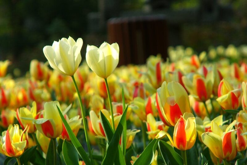 Tulip Field in Bloom — Yellow, Serene