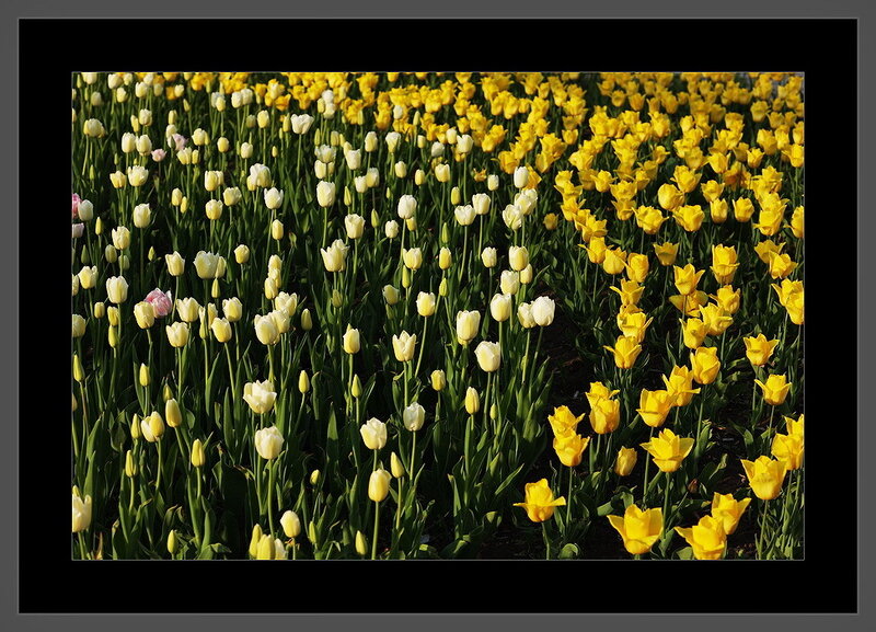 Tulip Field in Bloom — Yellow
