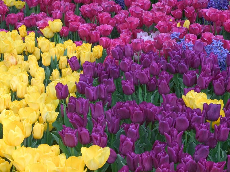 Tulip Field in Bloom — Yellow, Vibrant, Spring