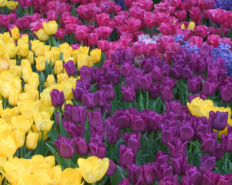 Tulip Field in Bloom — Yellow, Vibrant
