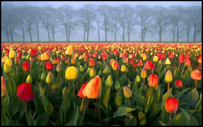 Tulip Field in Fog