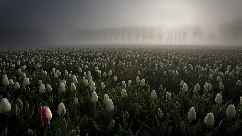Tulip Field in Fog — White, Misty