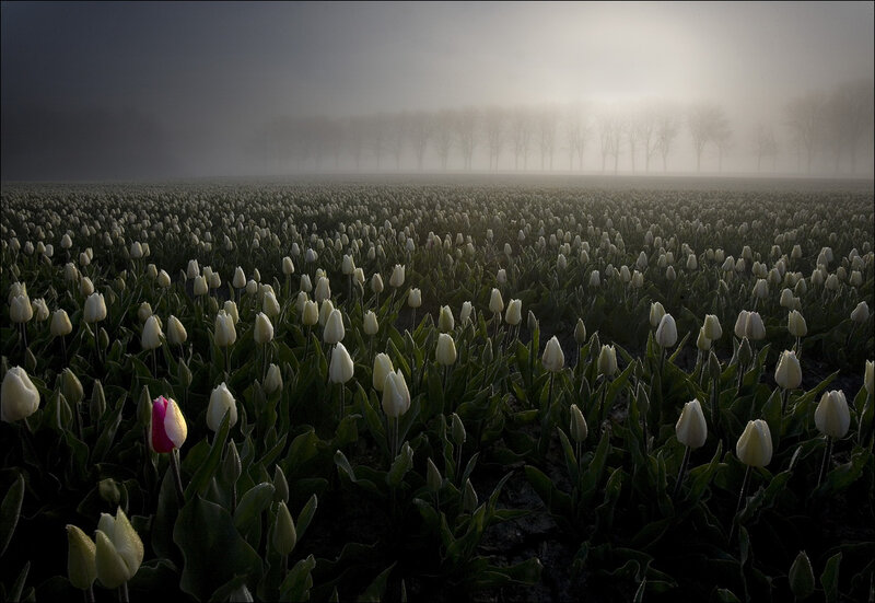Tulip Field in Fog — White