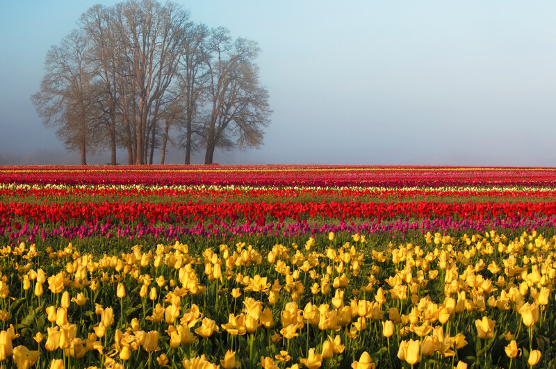 Tulip Field in Fog — Yellow