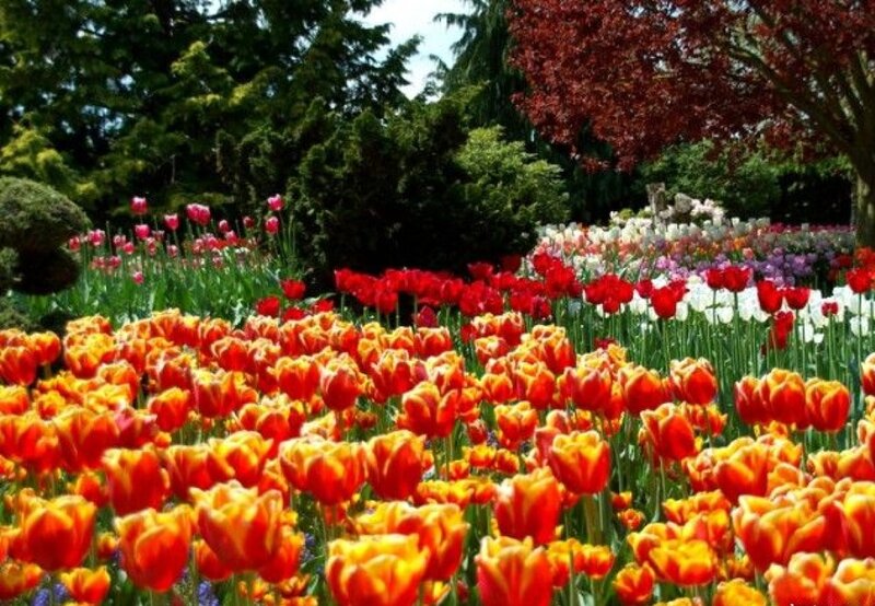 Tulip Field in Garden — Red, Serene