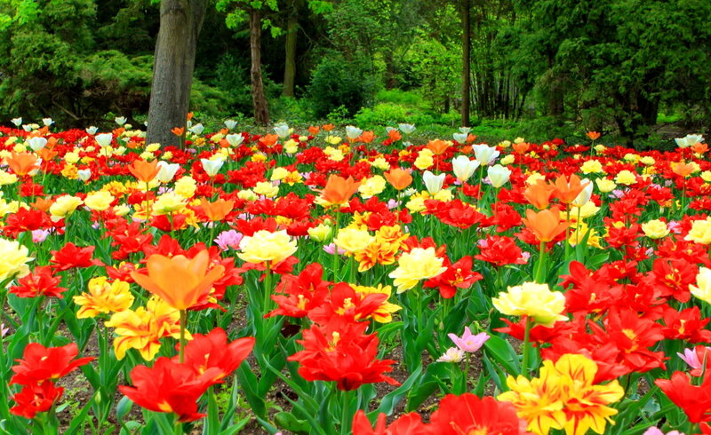 Tulip Field in Garden — Red