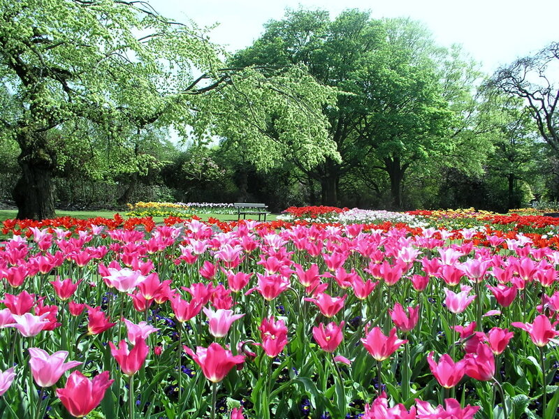 Tulip Field in Garden