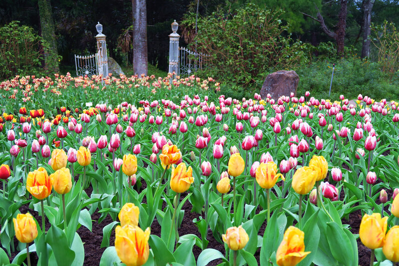 Tulip Field in Garden — Yellow