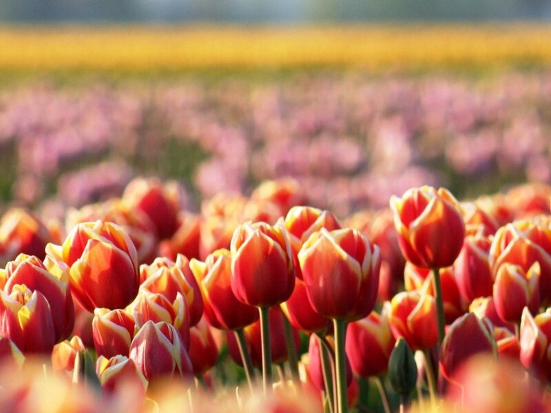 Tulip field in golden light