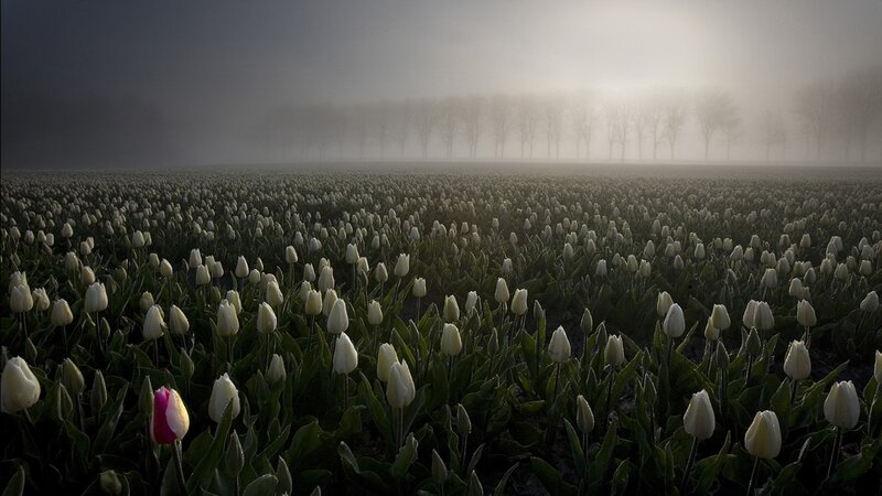 Tulip field in morning fog