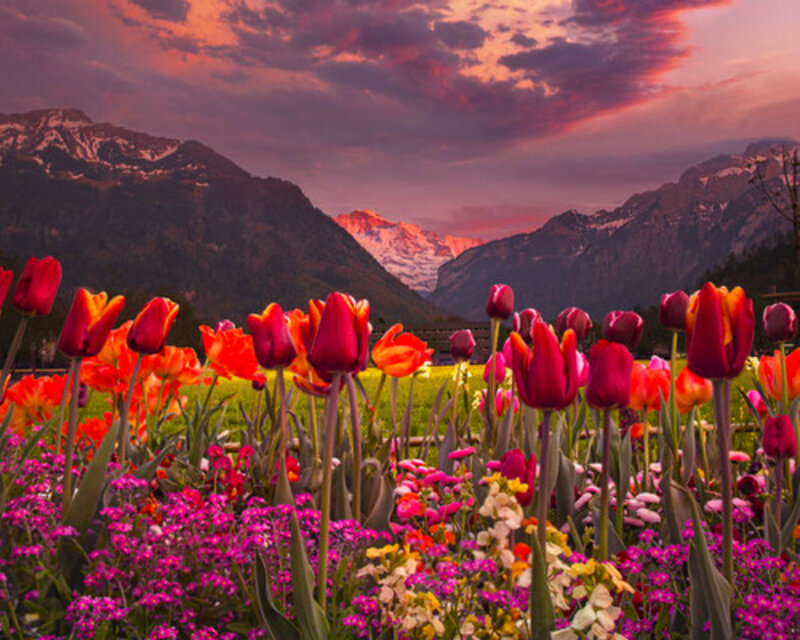 Tulip Field in Mountains
