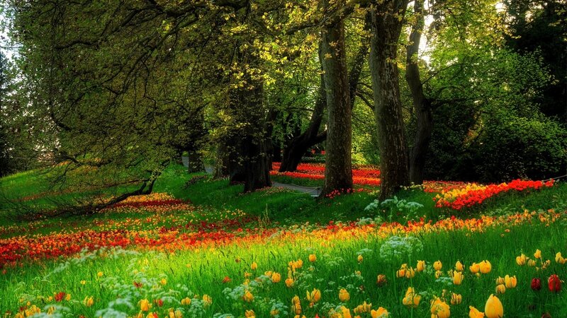 Tulip Field in Park — Green, Serene, Spring