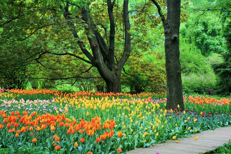 Tulip Field in Park — Green, Serene